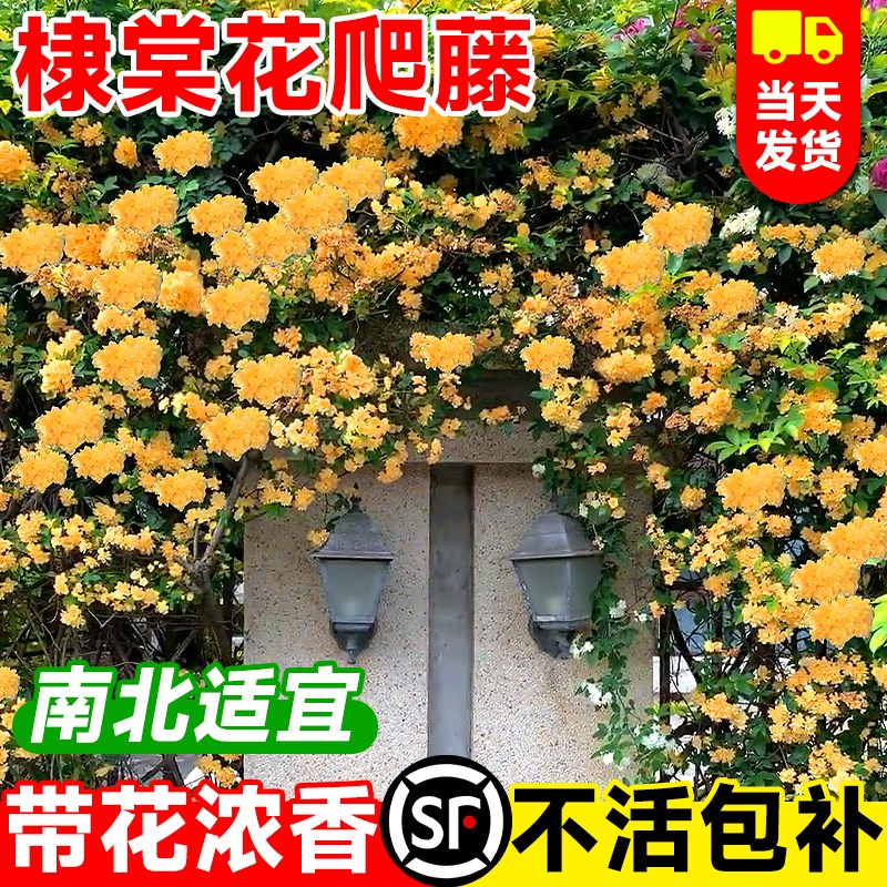 棣棠花重瓣隶花苗爬藤植物四季开花盆栽阳台庭院耐寒藤蔓攀援花卉