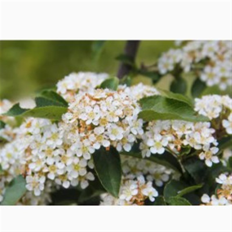 毛叶石楠:镰柄 盆栽木本植物大灌木乔木庭院绿植花卉园艺树苗