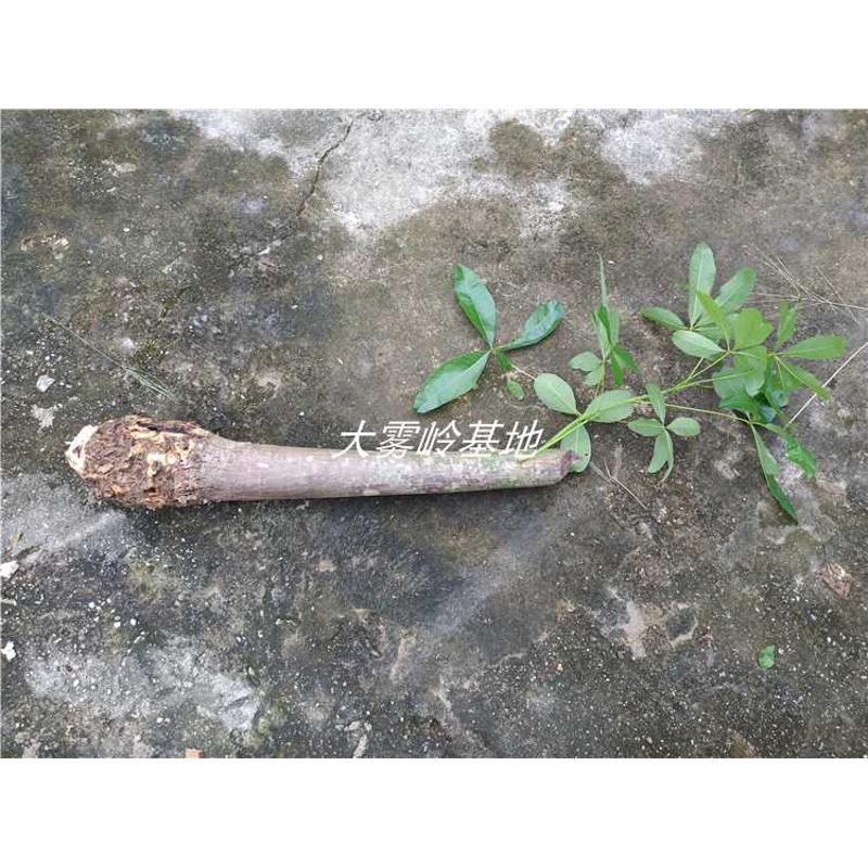 发财树带芽叶已培育好盆栽容易种大型观赏绿植盆景