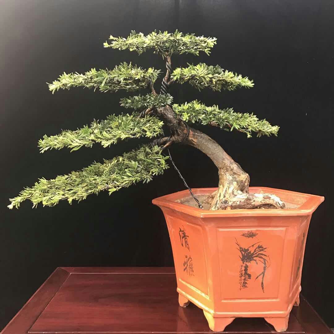 松崖临水造罗米型盆景古桩造型 米叶罗汉松盆景罗汉悬盆景