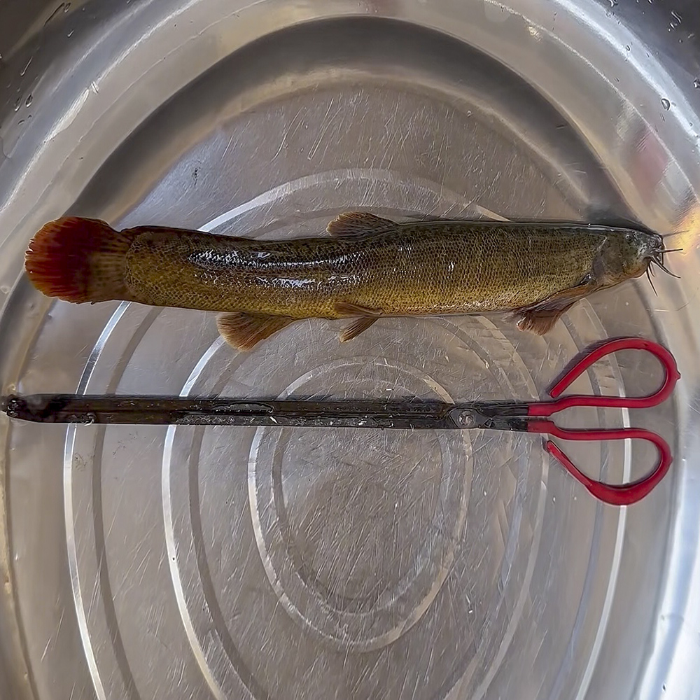 特大台湾泥鳅优质特大变异泥鳅