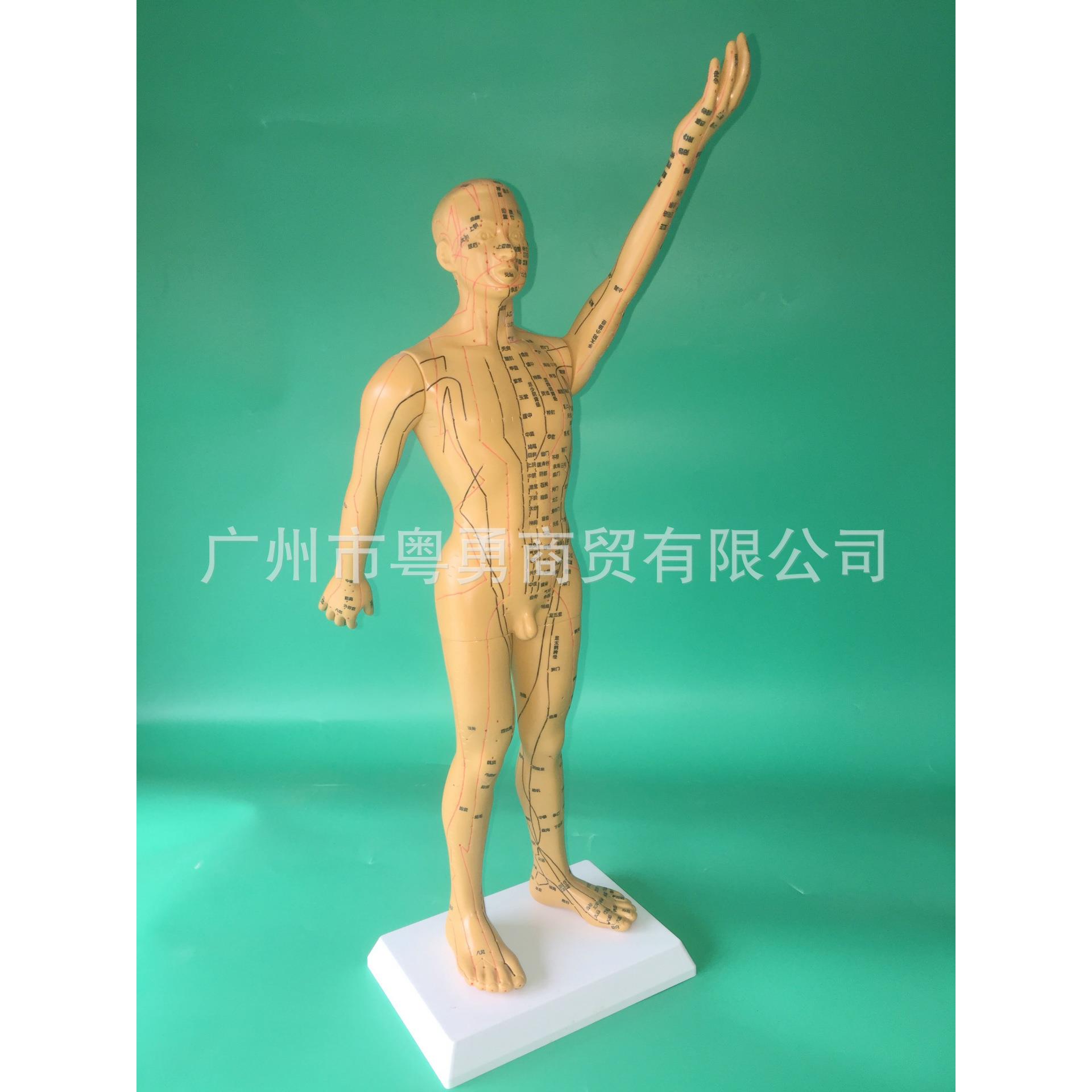 中医针灸穴位图中医针灸穴位图人体模型50cm男女模型清晰经络小人