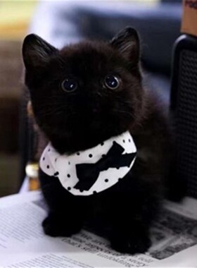 黑猫英短纯黑矮脚曼基康纯种黑煤球孟买猫玄猫千岁岁招财猫宠物幼