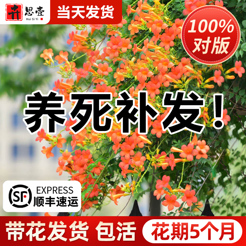 耐寒凌霄花苗爬藤植物四季开花卉大苗绿植盆栽庭院阳台炮仗花紫藤