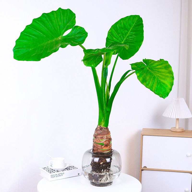 水培大叶千手观音盆栽花小植物室内桌面盆景滴水观音千佛手常绿叶