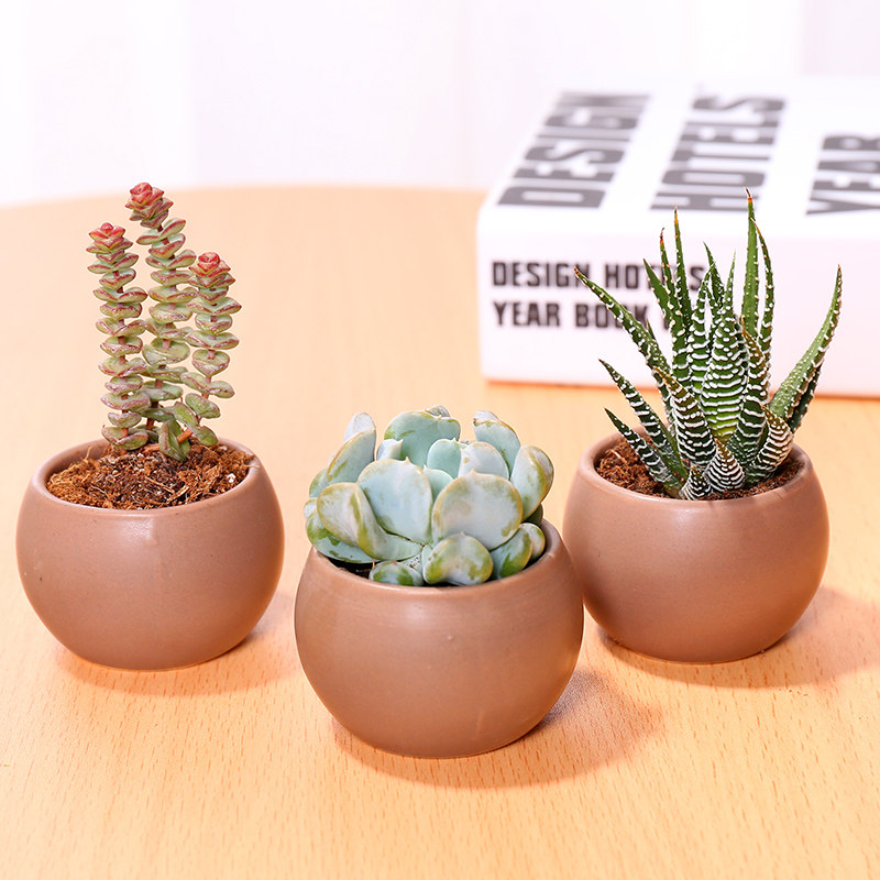 多肉植物新手套餐肉肉植物多肉组合绿植盆栽花卉含多肉花盆包邮