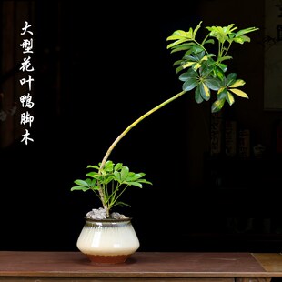 鸭脚木大型盆栽室内客厅网红绿植茶室中式禅意造型盆景鸭掌木植物