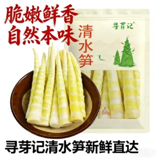 寻芽记新鲜竹笋嫩笋尖高山小笋炒菜火锅串串麻辣烫脆嫩食材清水笋