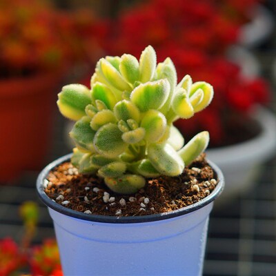 多肉植物白熊 熊童子彩虹熊掌可爱毛茸茸萌肉云南直发阳台盆栽