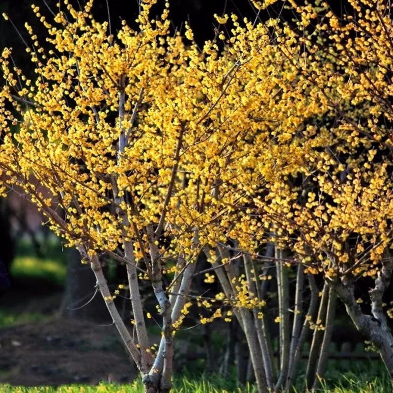 素心腊梅老桩盆栽树苗庭院阳台室内外耐寒浓香型盆景花卉木本植物