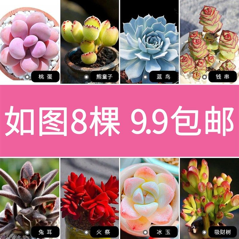 【按图发货】多肉植物精品大颗好养稀有品种花卉组合盆栽带盆栽好