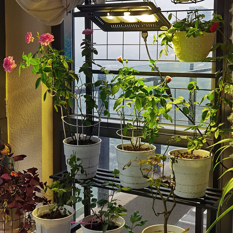 月季补光灯花卉全光谱多肉植物绣球蔬菜育苗室内家用仿太阳补光灯
