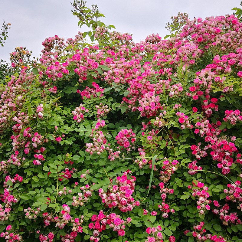蔷薇花苗胭脂扣月季阳台庭院爬墙多头群开花盆栽玫瑰花卉爬藤植物