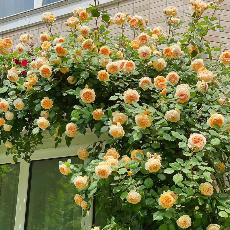 玛格丽特王妃四季开花蔷薇花苗浓香型花卉盆栽爬藤植物藤本月季