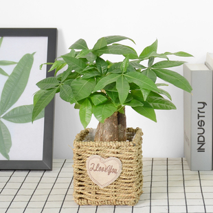 金叶子三株迷你发财树净化空气绿植盆栽办公室内观叶常绿植物花卉