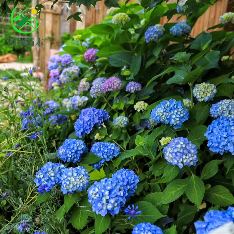 绣球老桩花苗庭院室内阳台盆栽耐寒花卉植物四季开花无尽夏绣球苗