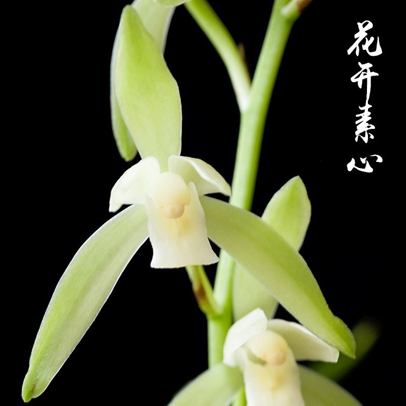 兰花苗建兰四季兰大凤素 夏带花苞出售室内绿植盆栽浓香型好养