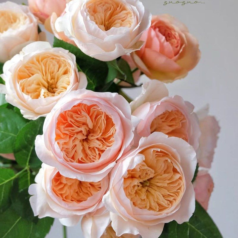 涵仙藤本月季花大苗盆栽四季开正红花阳台庭院围墙爬藤蔷薇花爬墙