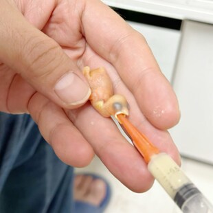 雏鸟幼鸟喂食器打奶器小鸟喂药针管文鸟虎皮牡丹玄凤鹦鹉喂食工具