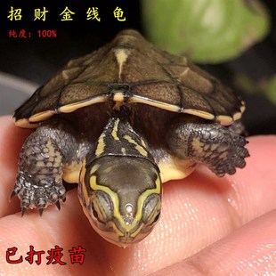 安南龟金线安布闭壳龟金钱龟小宠物安布龟苗招财乌龟半水龟深水龟