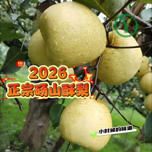 2026年正宗安徽砀山酥梨送礼包邮