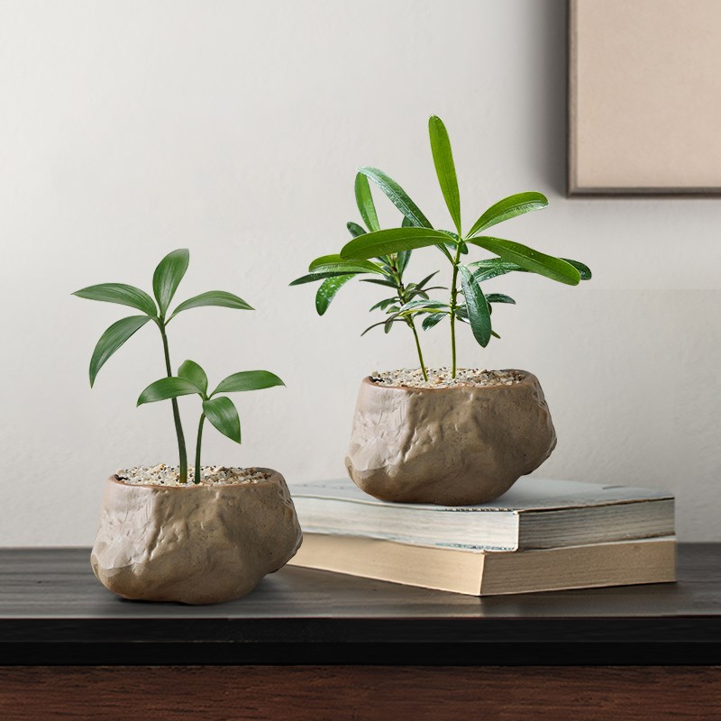 海岛罗汉松指尖微型盆栽办公室内桌面创意迷你拇指好养小盆景四季