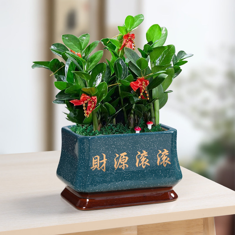 中式长方形盆景陶瓷大号花盆客厅金弹子罗汉松小叶紫檀盆景绿植盆,鲜花速递/花卉仿真/绿植园艺,花盆,淘宝优惠券,粉丝福利购,淘宝优惠卷