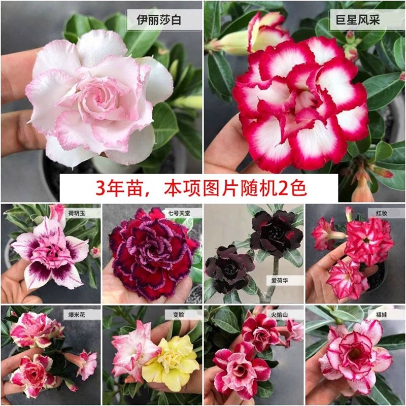 沙漠玫瑰花苗盆栽绿植重瓣四季花卉植物老桩室内阳台南北方带花苞
