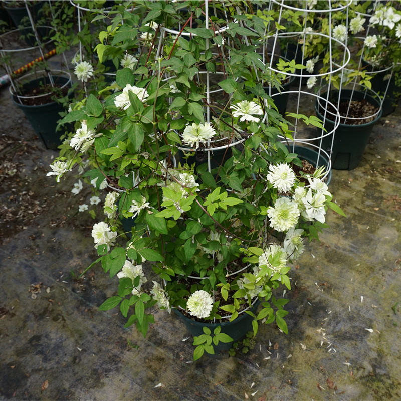 小绿3类F系列耐热铁线莲盆栽爬藤植物小中大苗耐热大花藤本花卉