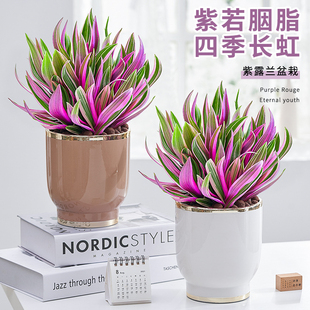 紫露兰盆栽室内植物花卉好养油画吊兰客厅净化空气小绿植四季常青