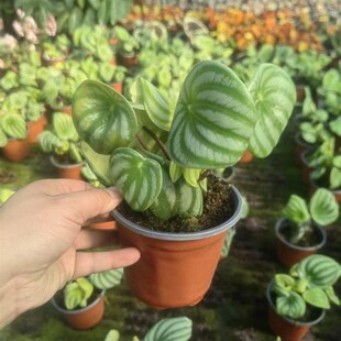 西瓜皮椒草秋海棠蟆叶类阳台室外客厅桌面绿植盆栽观叶赏花植物