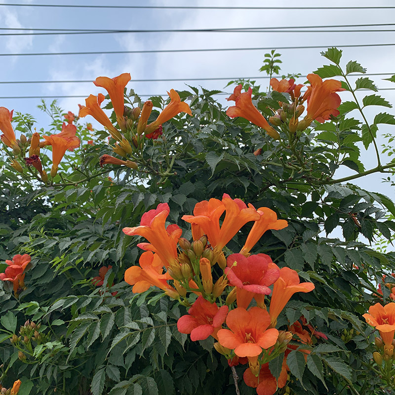 耐寒热凌霄花苗爬藤植物四季好养花卉绿植盆栽庭院阳台炮仗花大苗