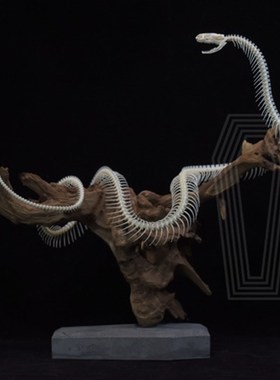 枯木盘枝蛇骨骼标本 美式横板超大真骨摆件 定制蛇骨标本订制