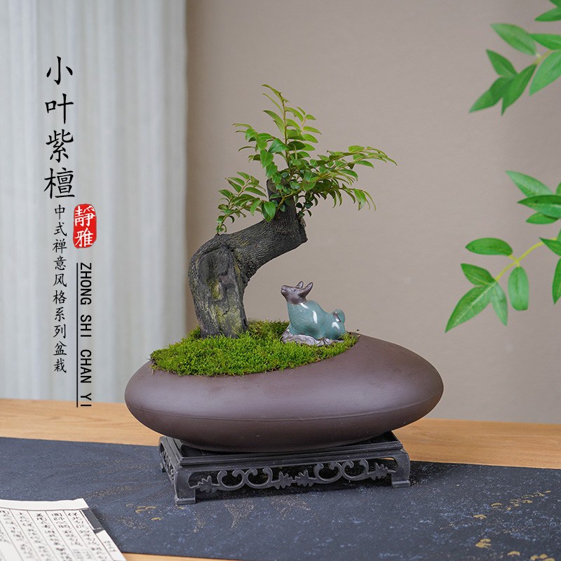 八年老桩小叶紫檀盆景植物室内茶几客厅办公桌面绿植四季好养盆栽