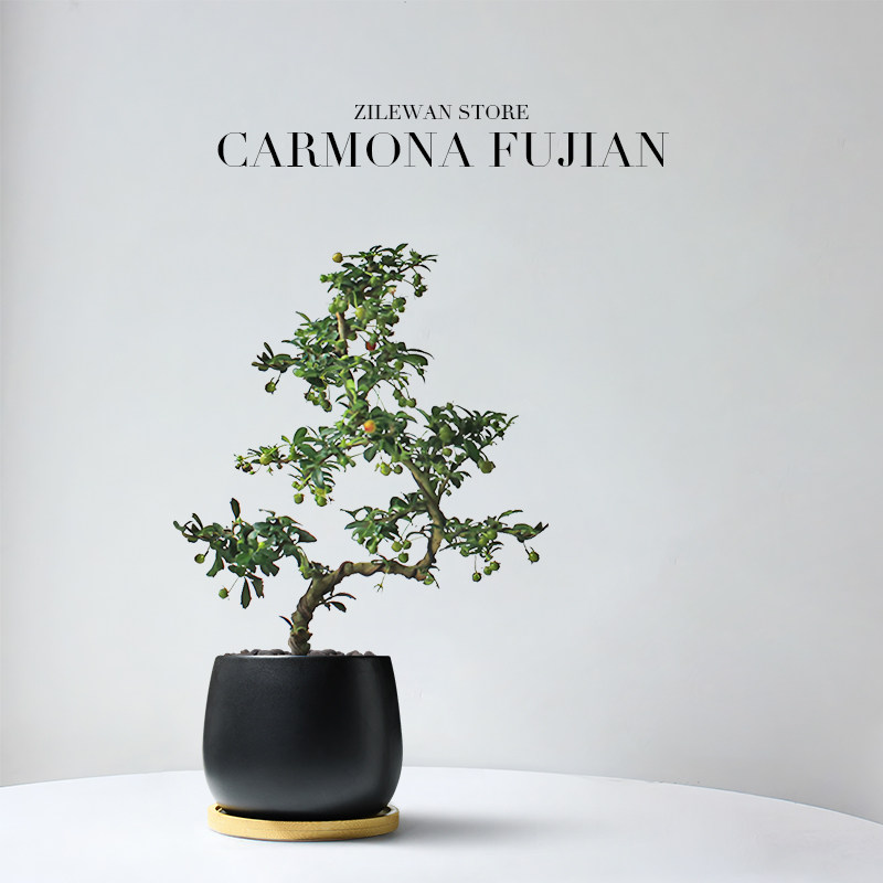 福建茶盆景老桩盆栽办公室内花卉桌面绿植茶桌植物高端摆件送礼物图片