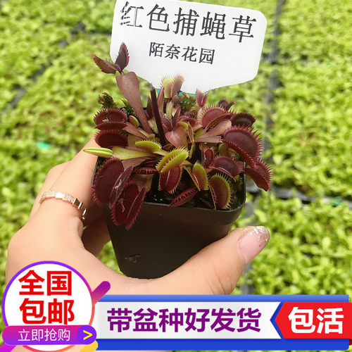 红色捕蝇草 驱蚊捉苍蝇夹子 食虫草 食虫植物捉虫捕蚊子陷阱绿植