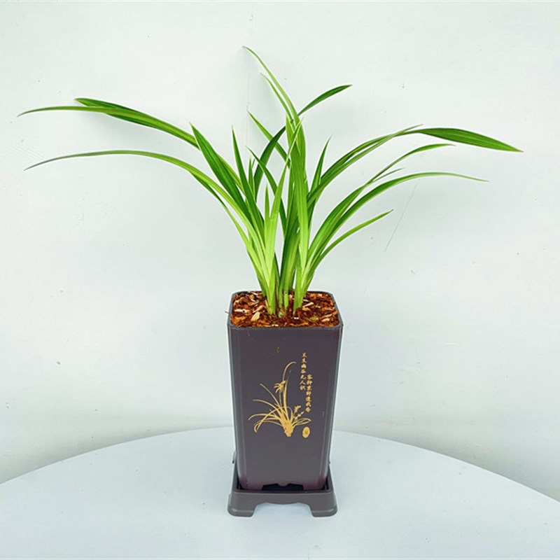 金边建兰,带线艺 绿植花卉(开花苗)