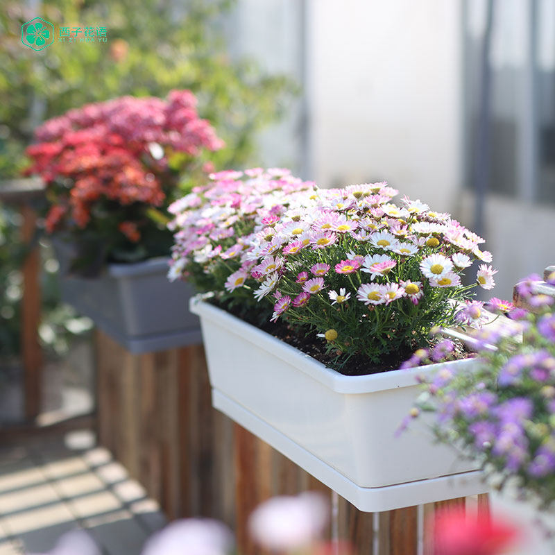 花架阳台花箱悬挂式花盆种菜盆大号种植箱栏杆壁挂栏杆长方形花槽
