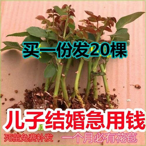 20颗玫瑰花苗月季花苗扦插玫瑰花卉四季开花卉蔷薇种苗室内外阳台