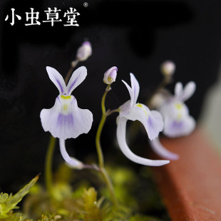 小白兔狸藻小兔子食虫草蓝小虫草堂植物盆栽室内水培花卉办公室