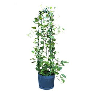 绿萝爬藤架阳台盆栽花支架植物园艺盆攀爬架子藤架伸缩花架藤蔓架