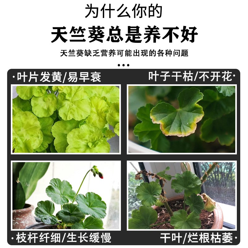 天竺葵专用肥洋绣球肥料营养液石腊红洋葵蝴蝶盆栽有机颗粒缓释肥