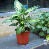 双色盆一次性育苗盆营养钵简易花盆特大号塑料育苗双色花盆种植盆