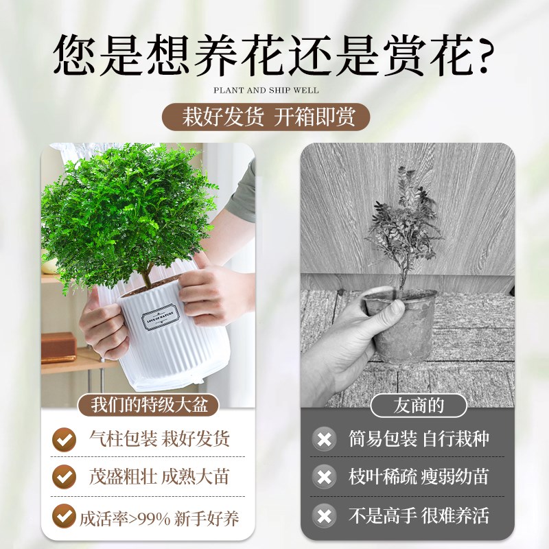 清香胡椒木老桩绿植室内外驱蚊草花卉植物四季常青净化空气好养活