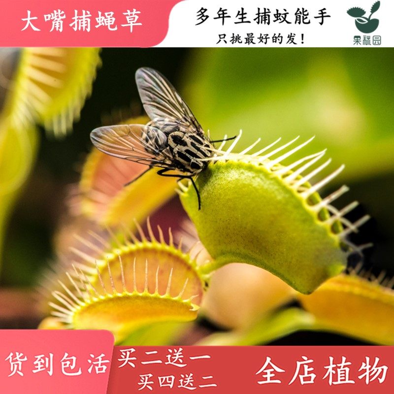 大嘴捕蝇草【食虫草食人花趣味驱蚊草捕蚊草食蚊草大捕虫草盆栽】