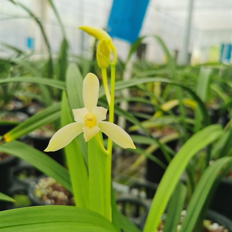芽黄素又称田黄玉 建兰四季兰原生老种色花素心黄花黄素好养兰花