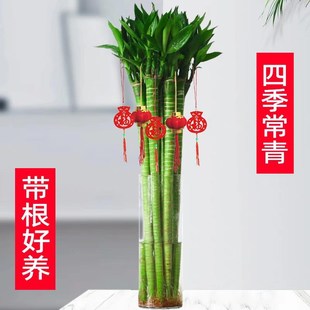 带根文昌竹富贵竹龙竹水养植物观音竹桌面室内客厅盆栽水培绿植
