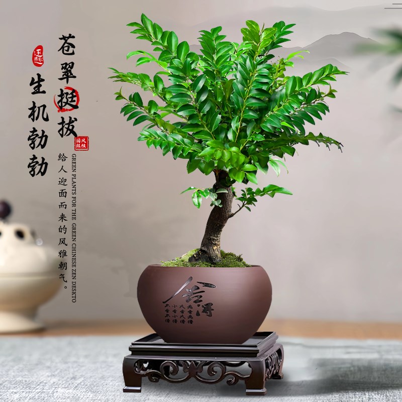 小叶紫檀盆景老桩植物室内茶几客厅办公桌面树苗四季好养绿植盆栽