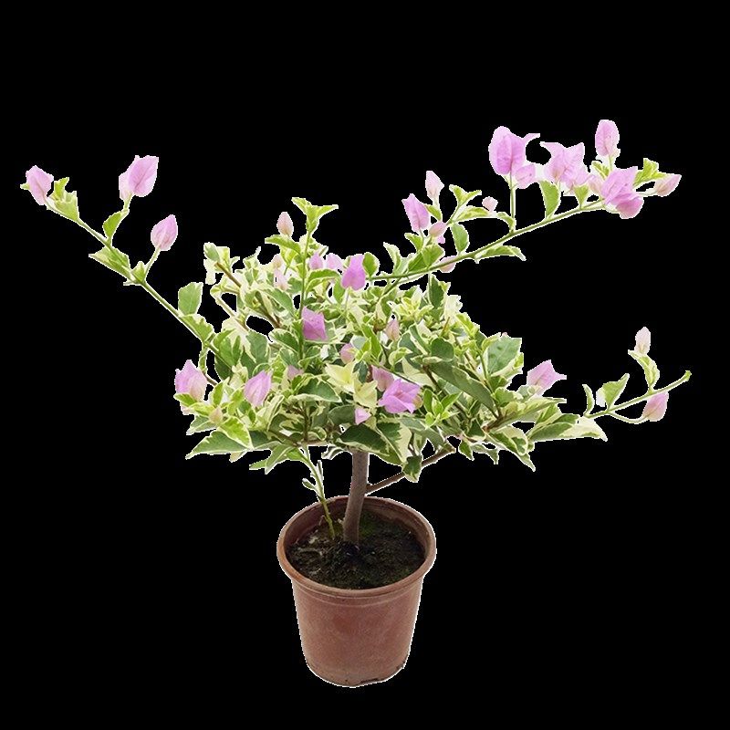 勤花金边叶黄三角洲黎明爬藤植物盆栽带花盆客厅庭院四季开花包邮