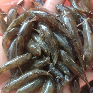 笋壳鱼苗水花叉尾鮰鱼苗钳鱼苗江团鳡鱼苗斑点淡水养殖食用观赏鱼